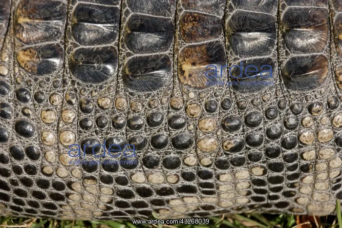 : American Alligator (Alligator mississippiensis) : American Alligator (Alligator mississippiensis)
