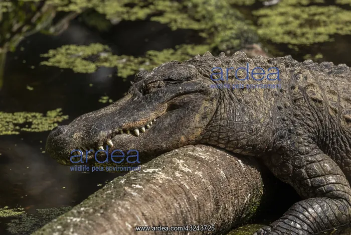 : American alligator, Alligator mississippiensis sunning : American alligator, Alligator mississippiensis sunning