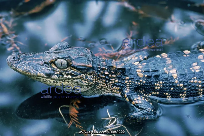 : American Alligator baby : American Alligator baby