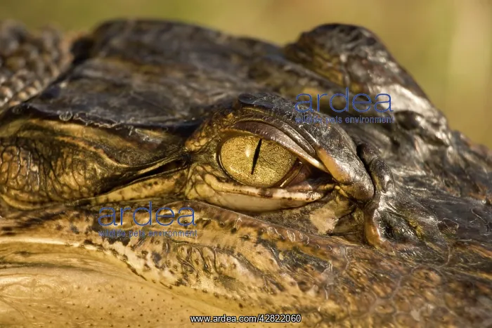: American Alligator - Close-up of eye : American Alligator - Close-up of eye