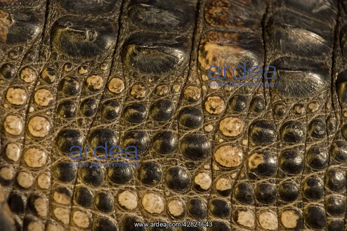 : American Alligator - Close-up of skin : American Alligator - Close-up of skin