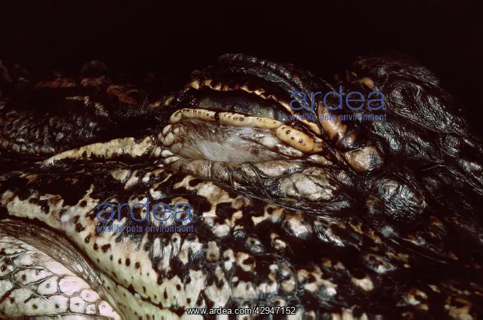 : American Alligator - closed eye : American Alligator - closed eye
