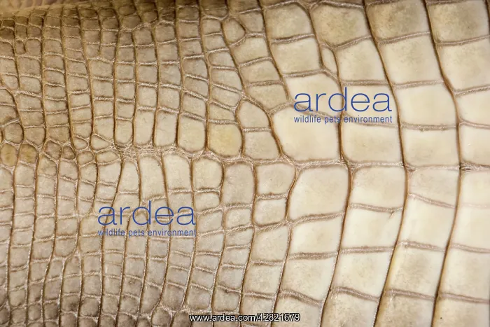 : American Alligator - Closeup of skin : American Alligator - Closeup of skin