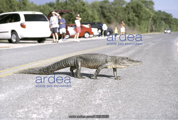 : American Alligator - crosses road : American Alligator - crosses road
