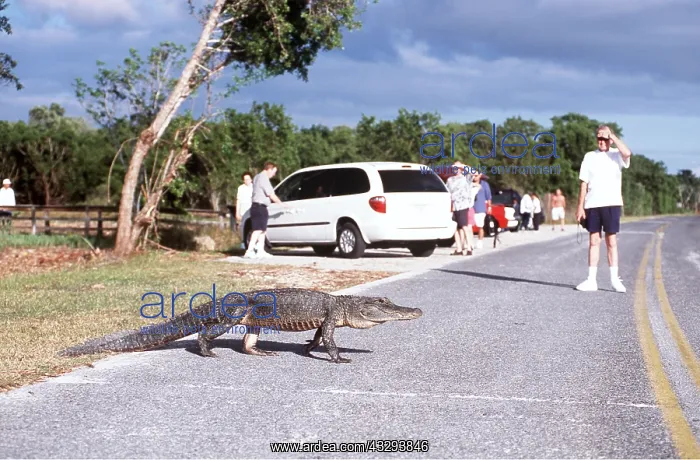 : AMERICAN ALLIGATOR - Crossing road : AMERICAN ALLIGATOR - Crossing road