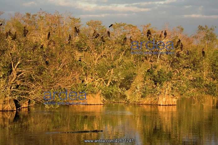 : American Alligator - cruising in front of breeding : American Alligator - cruising in front of breeding