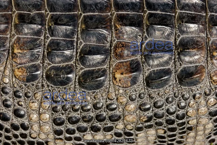 : American Alligator - Dorsal closeup : American Alligator - Dorsal closeup
