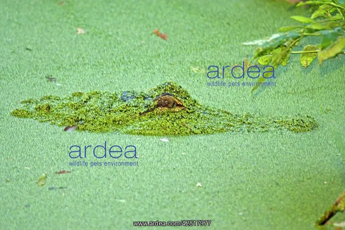 : American Alligator - in duckweed, native to southeastern : American Alligator - in duckweed, native to southeastern