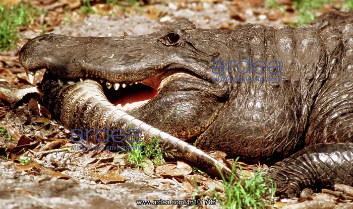 : American Alligator Eating Younger Gator : American Alligator Eating Younger Gator