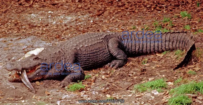 : American Alligator Eating Younger Gator : American Alligator Eating Younger Gator