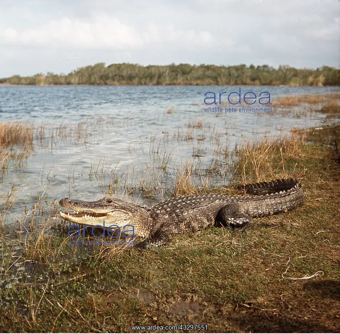 : AMERICAN ALLIGATOR - At edge of river : AMERICAN ALLIGATOR - At edge of river
