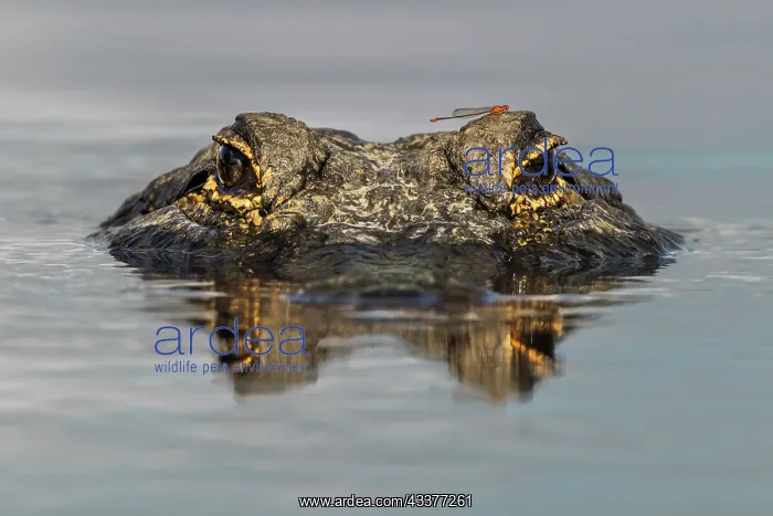 : American alligator from eye level with water, Myakka : American alligator from eye level with water, Myakka