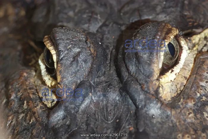 : American Alligator - eyes : American Alligator - eyes