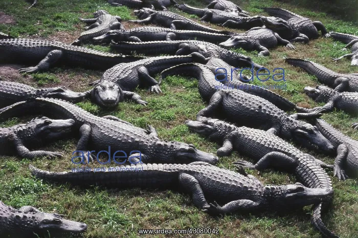  : American Alligator Farm