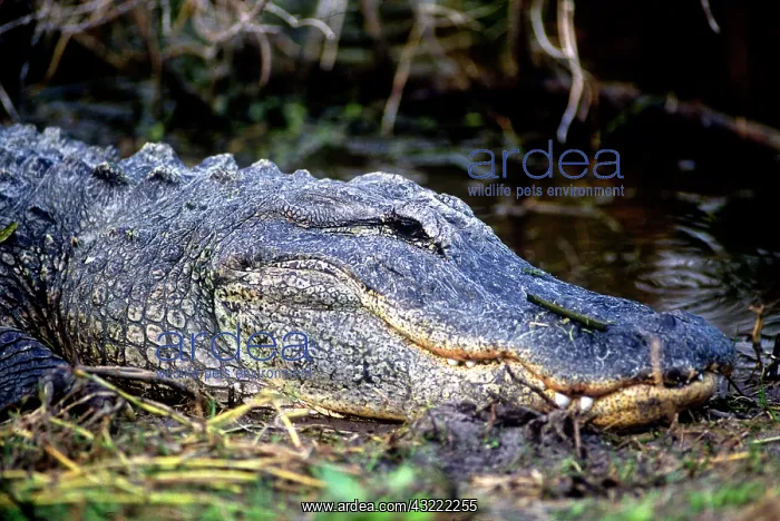 : American alligator found throughout Florida : American alligator found throughout Florida
