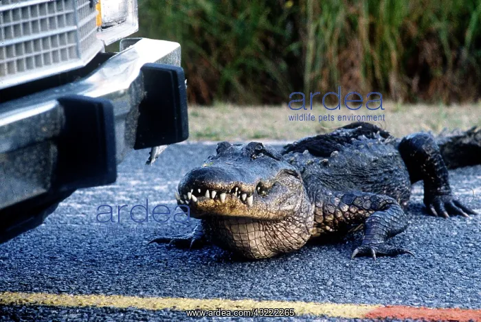 : American alligator found throughout Florida : American alligator found throughout Florida