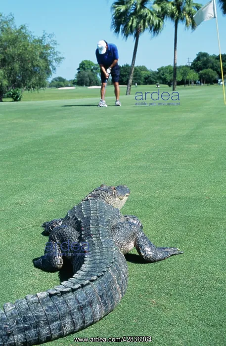 : American ALLIGATOR - On golf course : American ALLIGATOR - On golf course