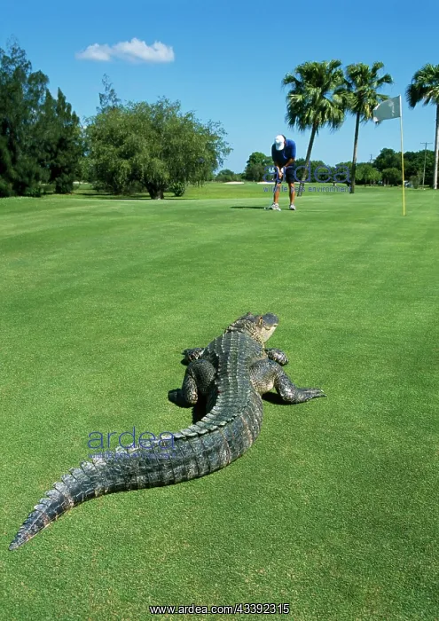: American ALLIGATOR - On golf course : American ALLIGATOR - On golf course