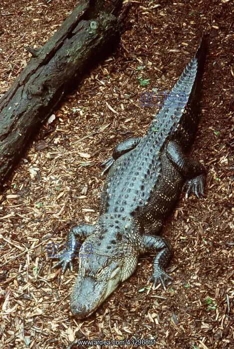 : AMERICAN ALLIGATOR - ON GROUND : AMERICAN ALLIGATOR - ON GROUND