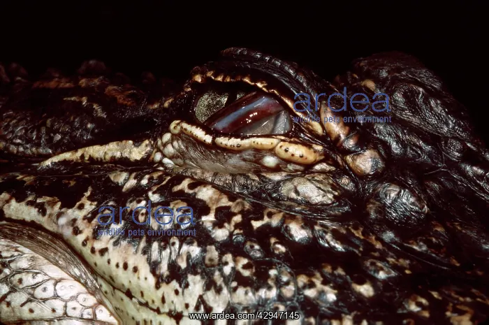 : American Alligator - half closed eye : American Alligator - half closed eye