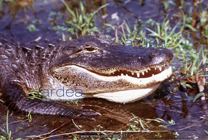 : AMERICAN ALLIGATOR - HEAD : AMERICAN ALLIGATOR - HEAD