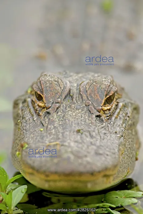 : American Alligator - head appearing above water : American Alligator - head appearing above water