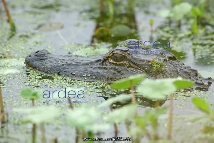 : American Alligator - head appearing above water : American Alligator - head appearing above water