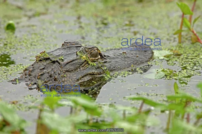 : American Alligator - head appearing above water : American Alligator - head appearing above water