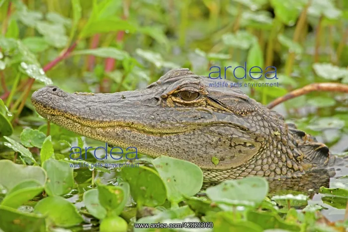 : American Alligator - head appearing above water : American Alligator - head appearing above water