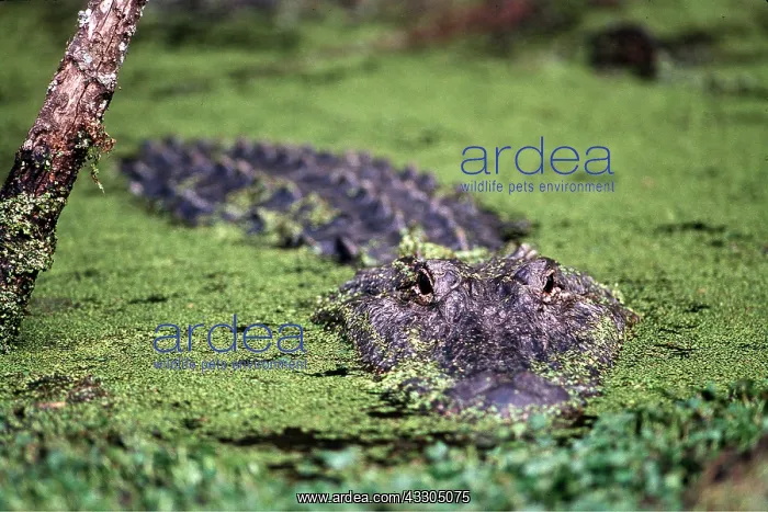: American Alligator - Head out of green water, camouflaged : American Alligator - Head out of green water, camouflaged