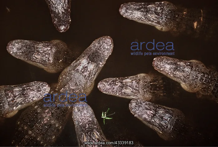 : AMERICAN ALLIGATOR - heads in water : AMERICAN ALLIGATOR - heads in water
