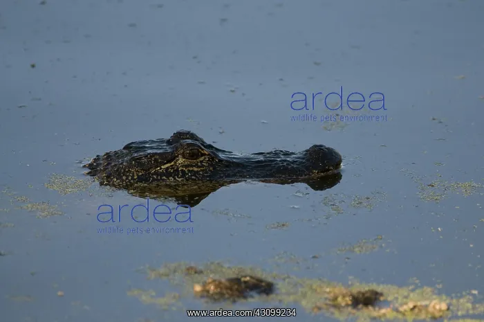 : American alligator in Jean Lafitte NP : American alligator in Jean Lafitte NP