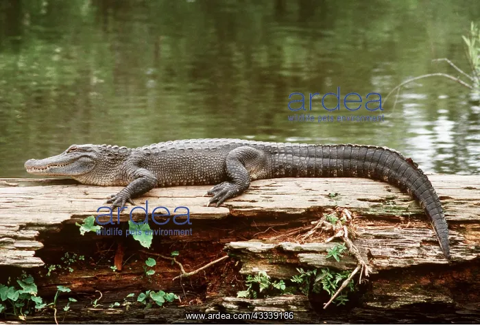 : AMERICAN ALLIGATOR - on log, by water : AMERICAN ALLIGATOR - on log, by water