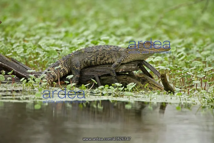 : American Alligator - on log among Water Hyacinth : American Alligator - on log among Water Hyacinth