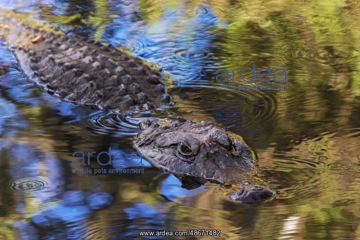 : American alligator. Merritt Island National Wildlife Refuge : American alligator. Merritt Island National Wildlife Refuge