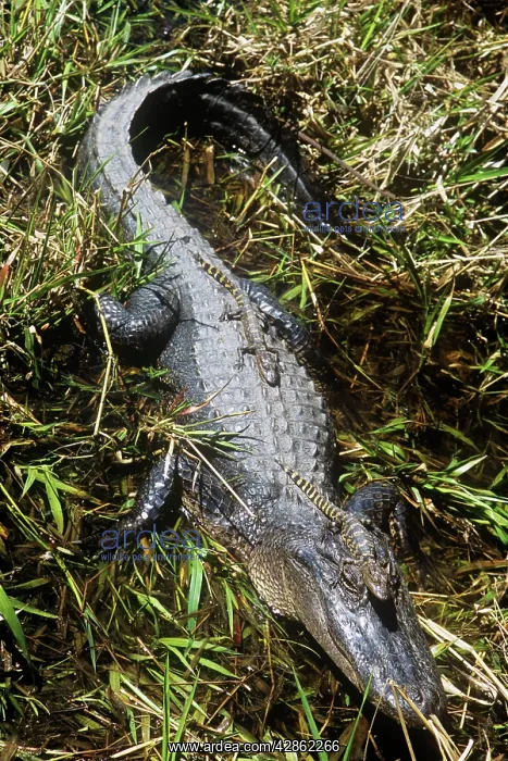 : American ALLIGATOR - mother with young : American ALLIGATOR - mother with young