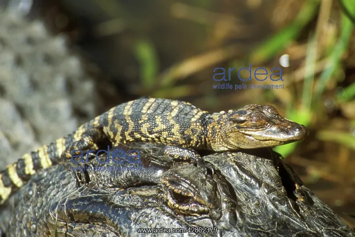 : American ALLIGATOR - mother with young : American ALLIGATOR - mother with young