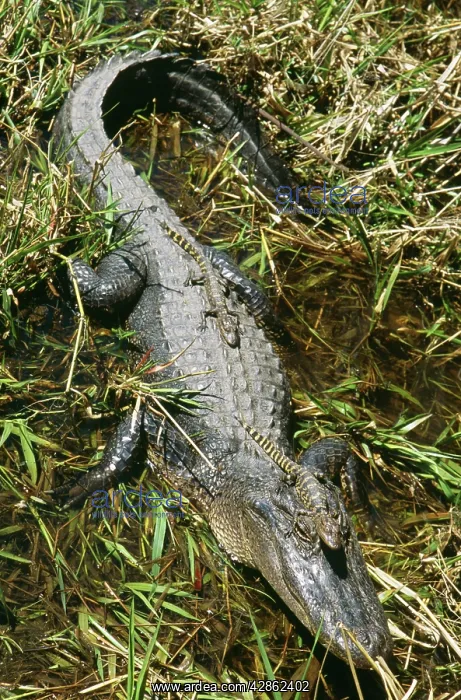 : American ALLIGATOR - mother with two young on back : American ALLIGATOR - mother with two young on back