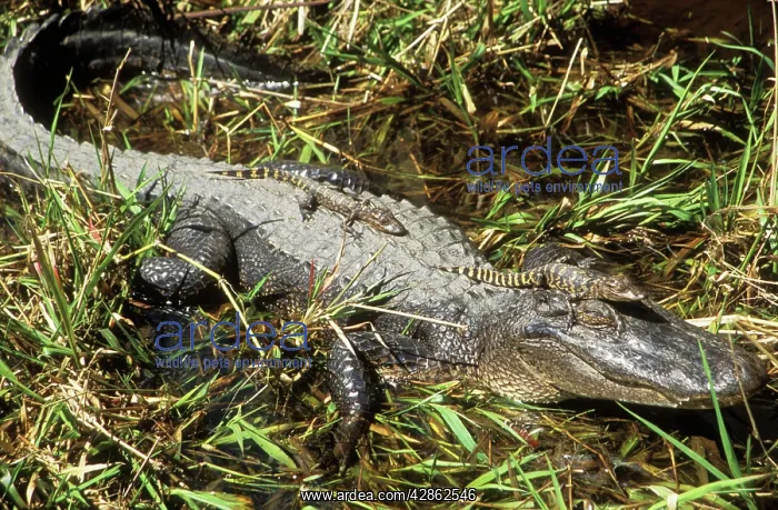 : American Alligator - mother with young : American Alligator - mother with young