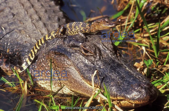 : American Alligator - mother with young : American Alligator - mother with young