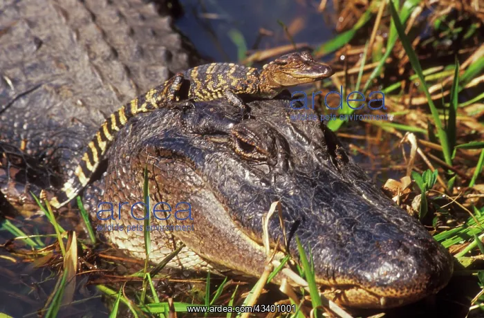 : American Alligator - mother with young : American Alligator - mother with young