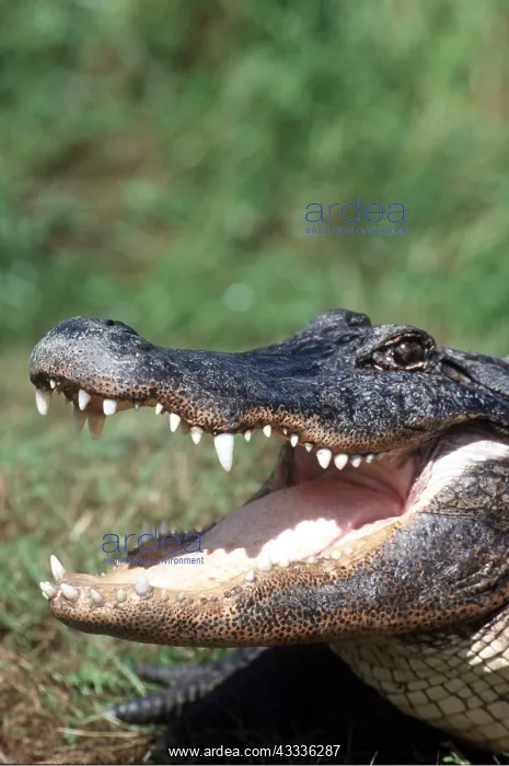 : AMERICAN ALLIGATOR - mouth open : AMERICAN ALLIGATOR - mouth open