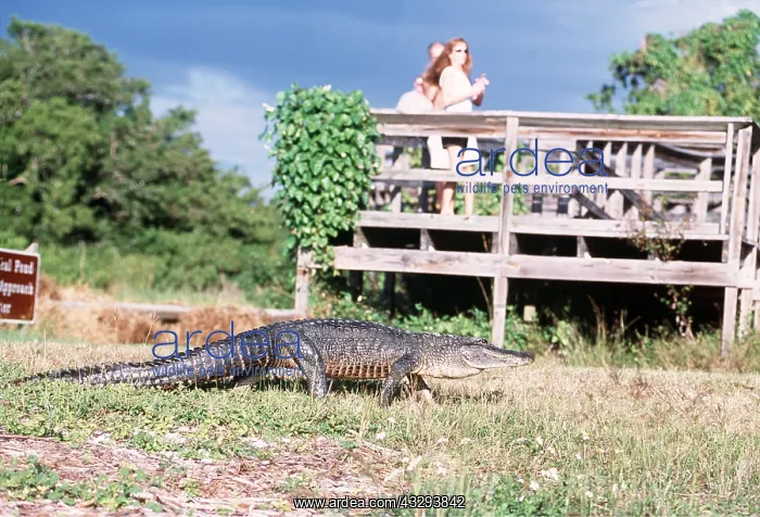  : AMERICAN ALLIGATOR & PEOPLE