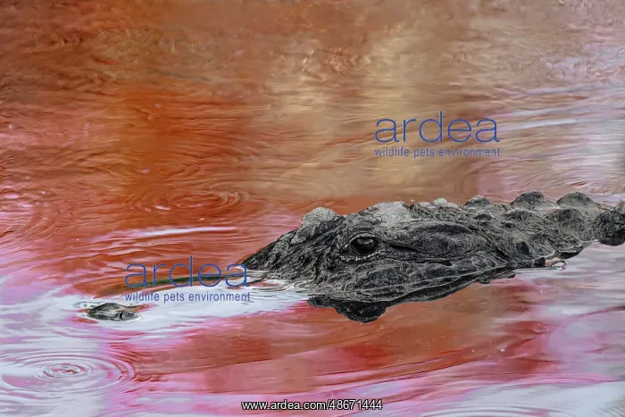 : American alligator in red maple tree reflection in spring : American alligator in red maple tree reflection in spring