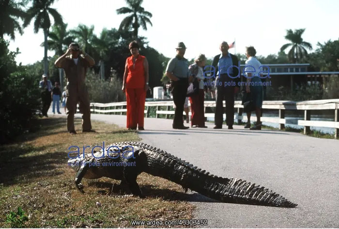  : AMERICAN ALLIGATOR - on road with people