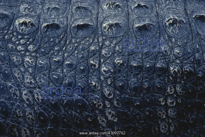 : American Alligator Skin : American Alligator Skin