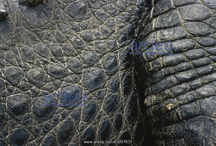 : American Alligator Skin : American Alligator Skin