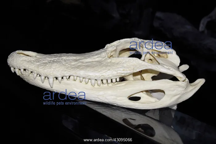 : American Alligator skull : American Alligator skull