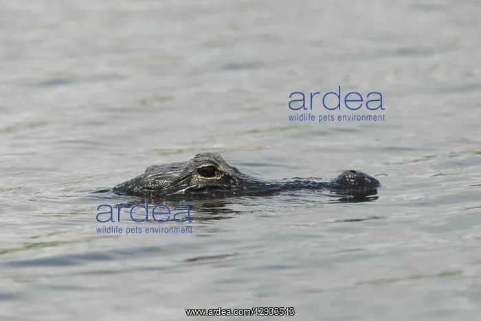 : American Alligator - Mostly submerged in water : American Alligator - Mostly submerged in water