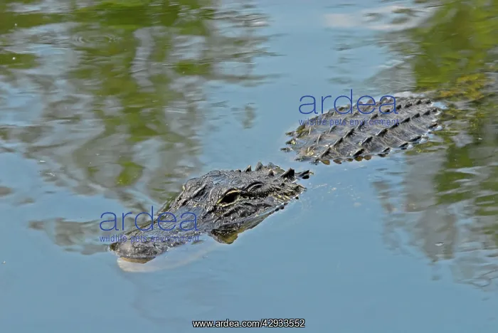 : American Alligator - Submerged in water, just showing : American Alligator - Submerged in water, just showing